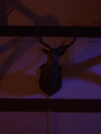 deer-head_2422267108_o